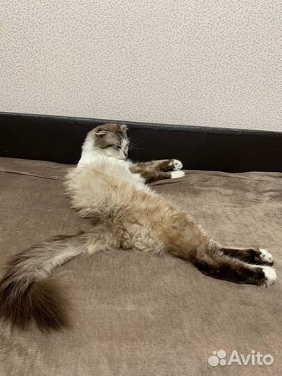 Кот на вязку шотландский вислоухий