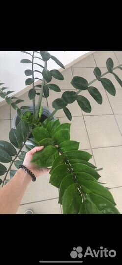 Замиокулькас