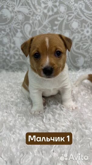 Джек Рассел терьер