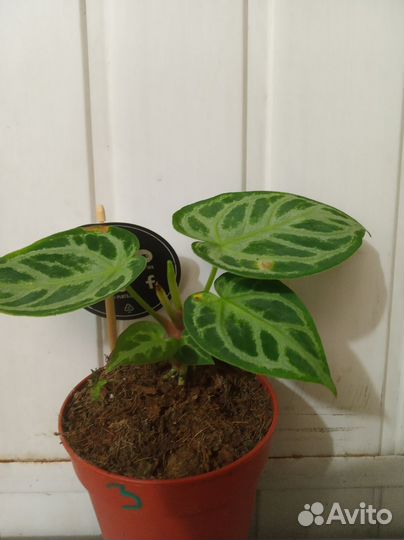 Антуриум Сильвер блаш