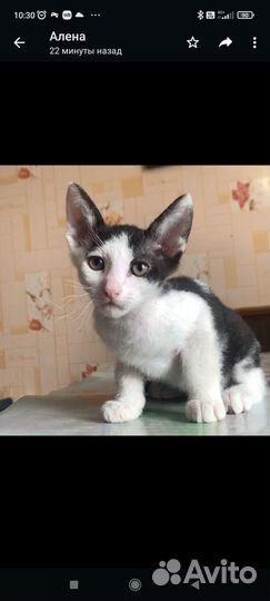 Продаются котята Девон рекс