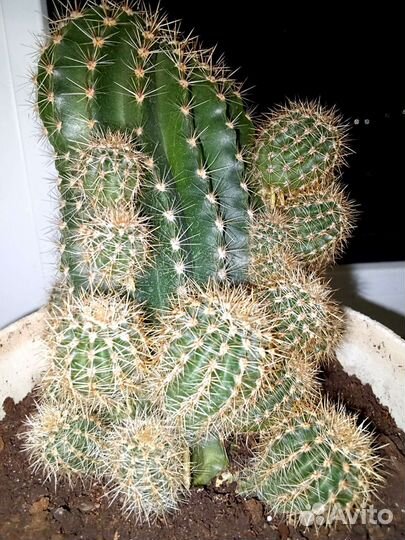 Кашпо органайзер