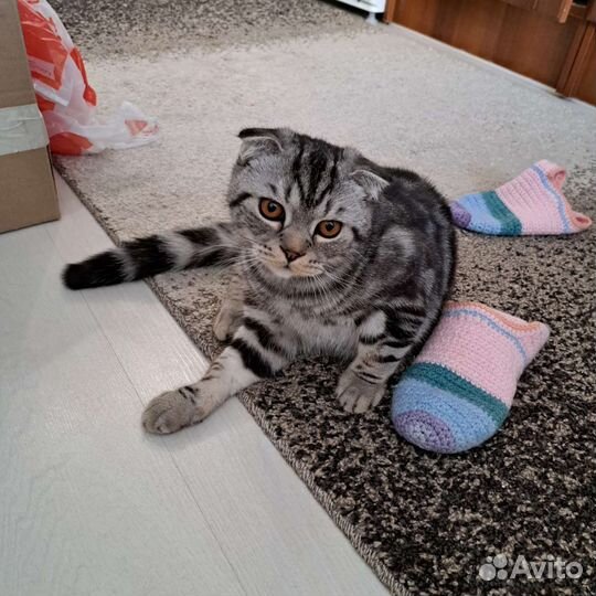 Шотландец в добрые руки