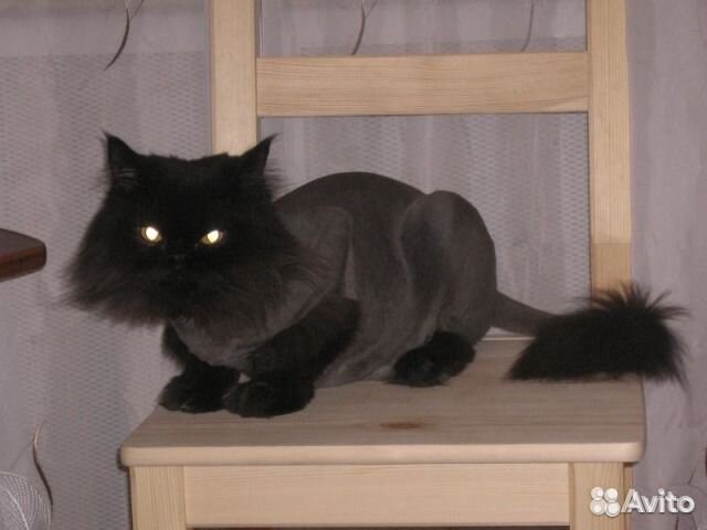 Стрижка кошек и собак (груминг,выезд)