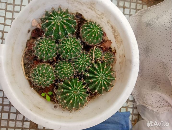 Детка кактуса эхинопсис