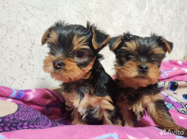 Йоркширский терьер