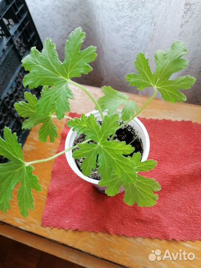 Герань пеларгония душиствя