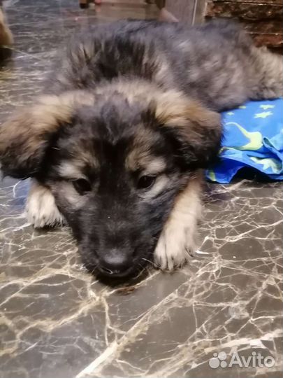 Чебурашка щенок девочка под стерилизацию