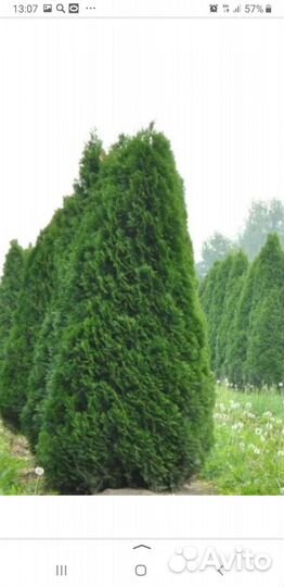 Саженцы туи смарагд