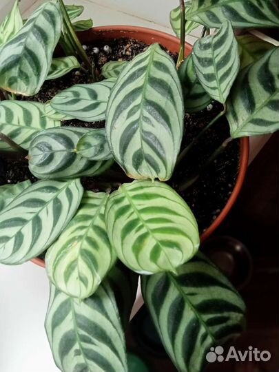 Ктенанта бурле маркс