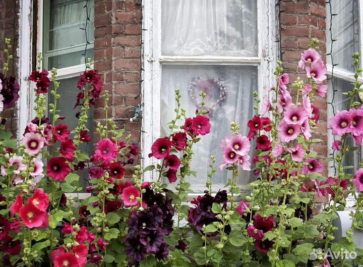 Мальва микс (Семена)