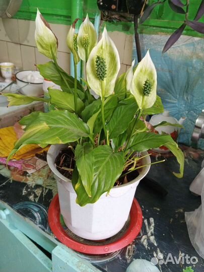 Спатифиллум