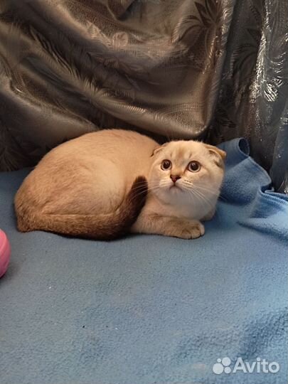 Шотландская