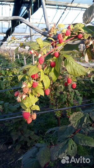 Малина Энросадира саженцы