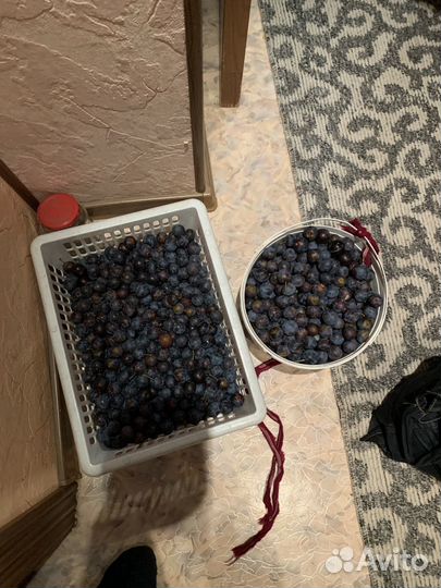 Продаю яблоки терн сливу