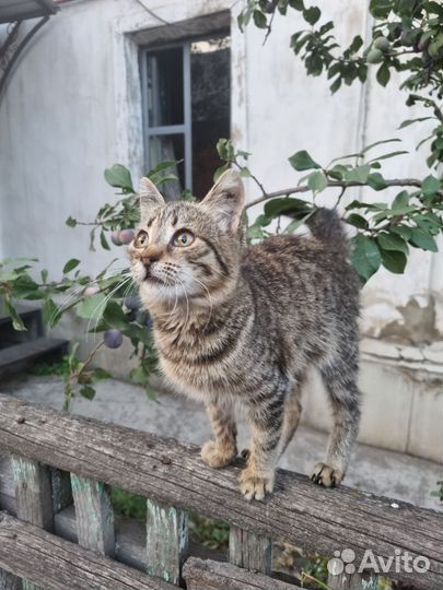 Кошечка в добрые руки