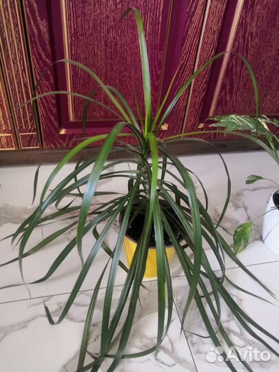 Пальма драцена