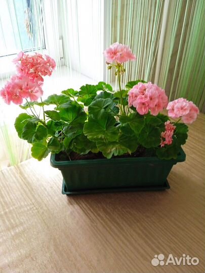 Пеларгония герань