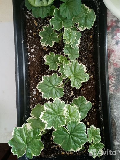 Пеларгония зональная