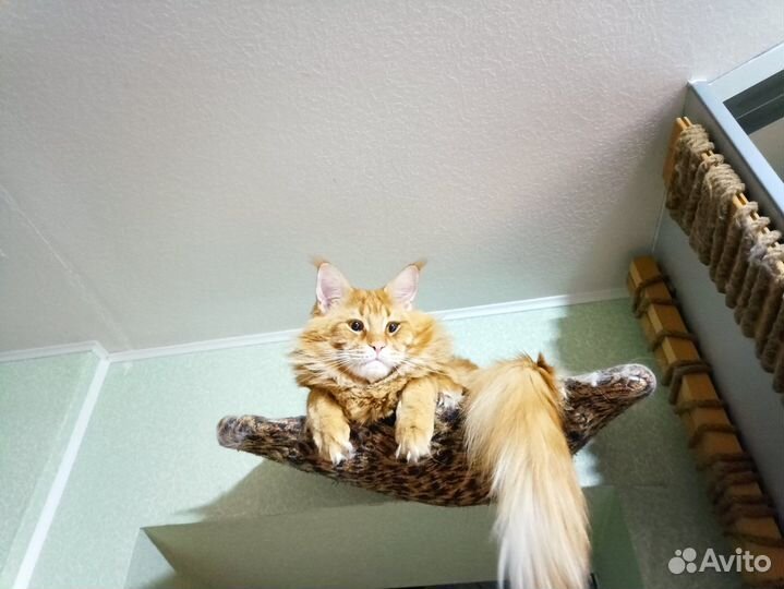 Кот мейн-кун вязка