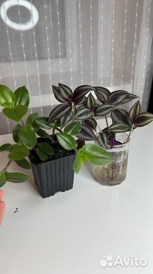 Традесканция зебрина