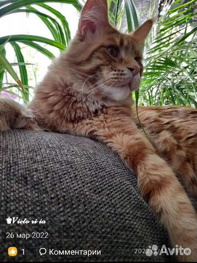 Котята мейн-кун