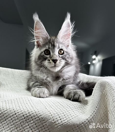 Мейн-кун котик черное серебро