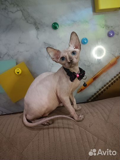 Канадский сфинкс