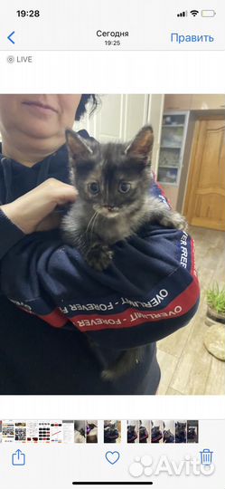 Британские котята