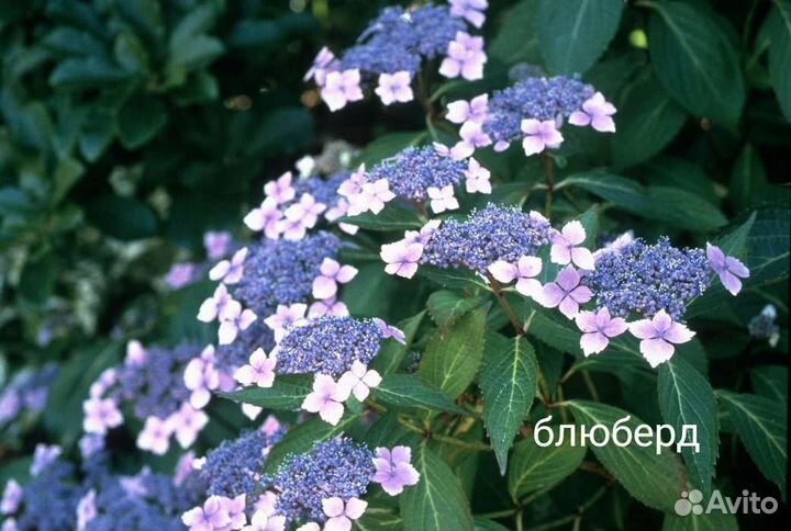 Гортензия крупнолистная