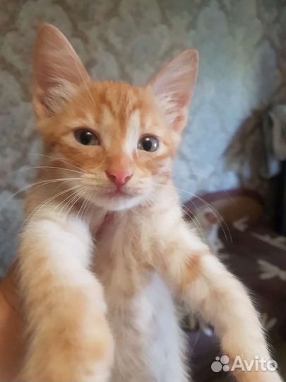 Кошка в дар бесплатно