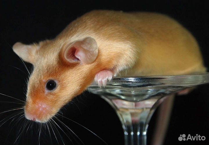 Декоративные сатиновые мыши (сиамские, тигровые, з