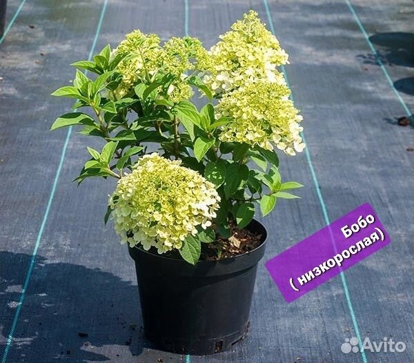Гортензия Бобо 3 года