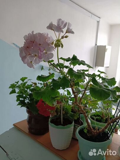 Фиалка и герань