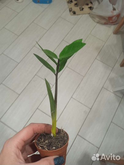 Замиокулькас