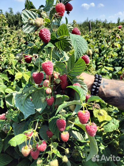 Саженцы ремонтантной малины