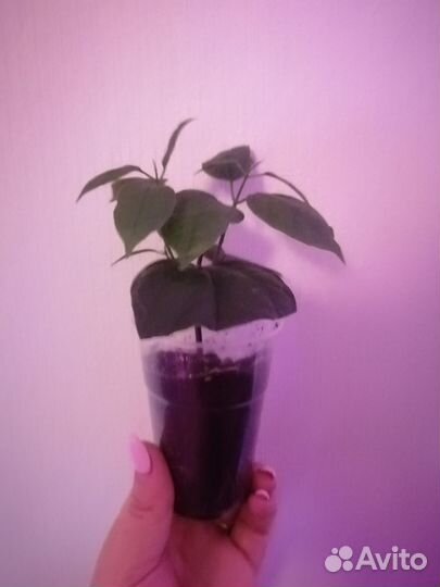 Клеродендрум томпсон