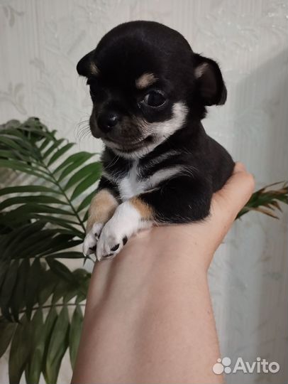 Щенки чихуахуа