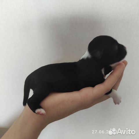 Китайская хохлатая собака щенки объявление продам