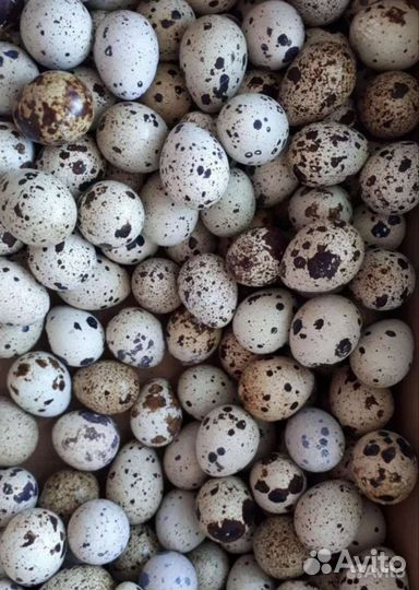Яйца перепелиные