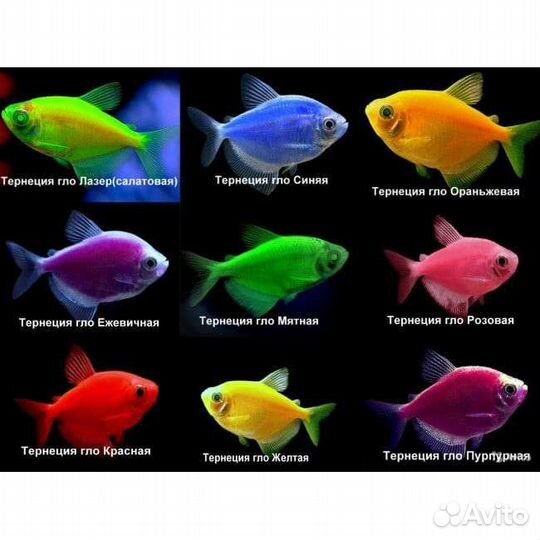 Рыба аквариумная по заказу и в наличии,оборудовани