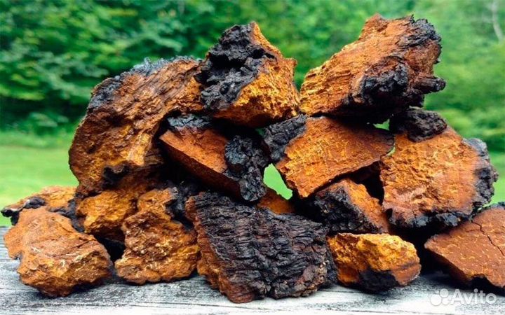 Продам чагу березовый гриб
