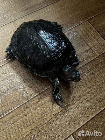 Красноухая черепаха