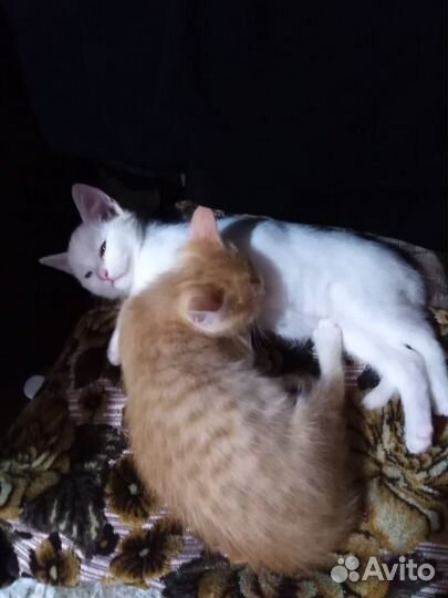 Котята в добрые руки