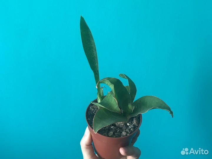 Сансевиерия (разные сорта)