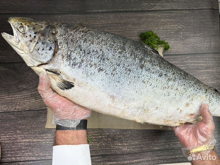 Лосось атлантический