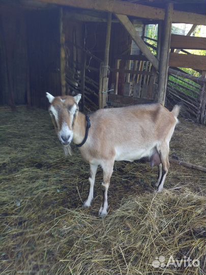 Дойная коза