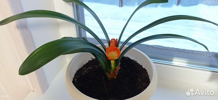 Комнатные растения. Кливия