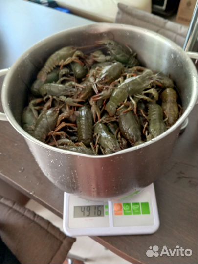 Продам живые раки