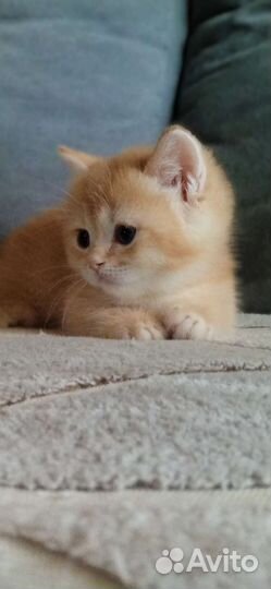 Манчкин, сладкий мальчик